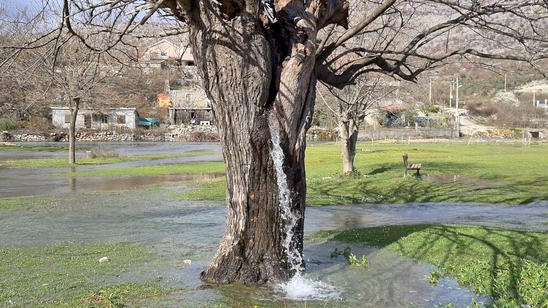 Why does water flow from a tree in Montenegro? - BBC News