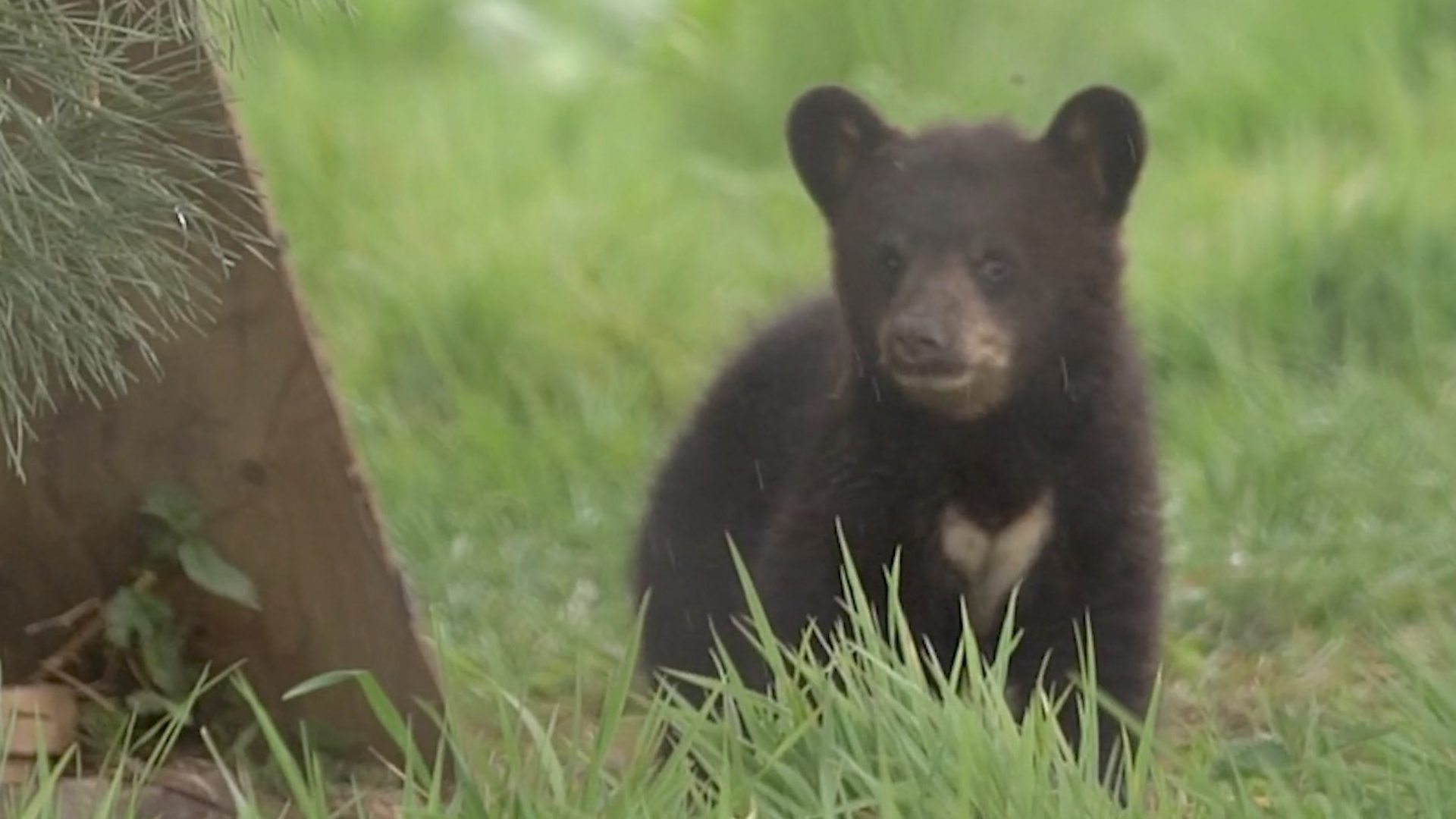 Woburn's black bear cubs take first steps out of den - BBC News