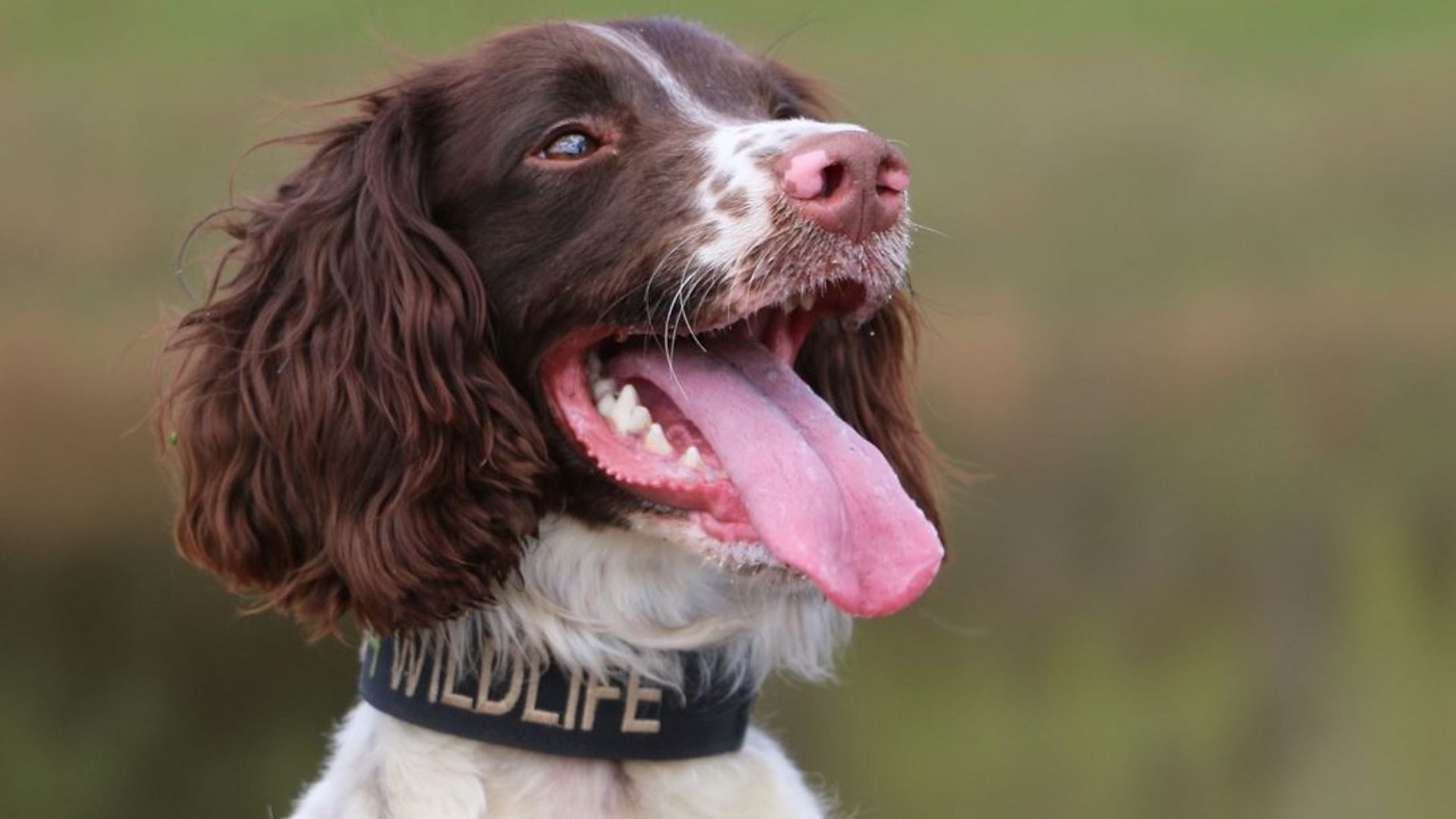 Springer spaniel breeders south sales east