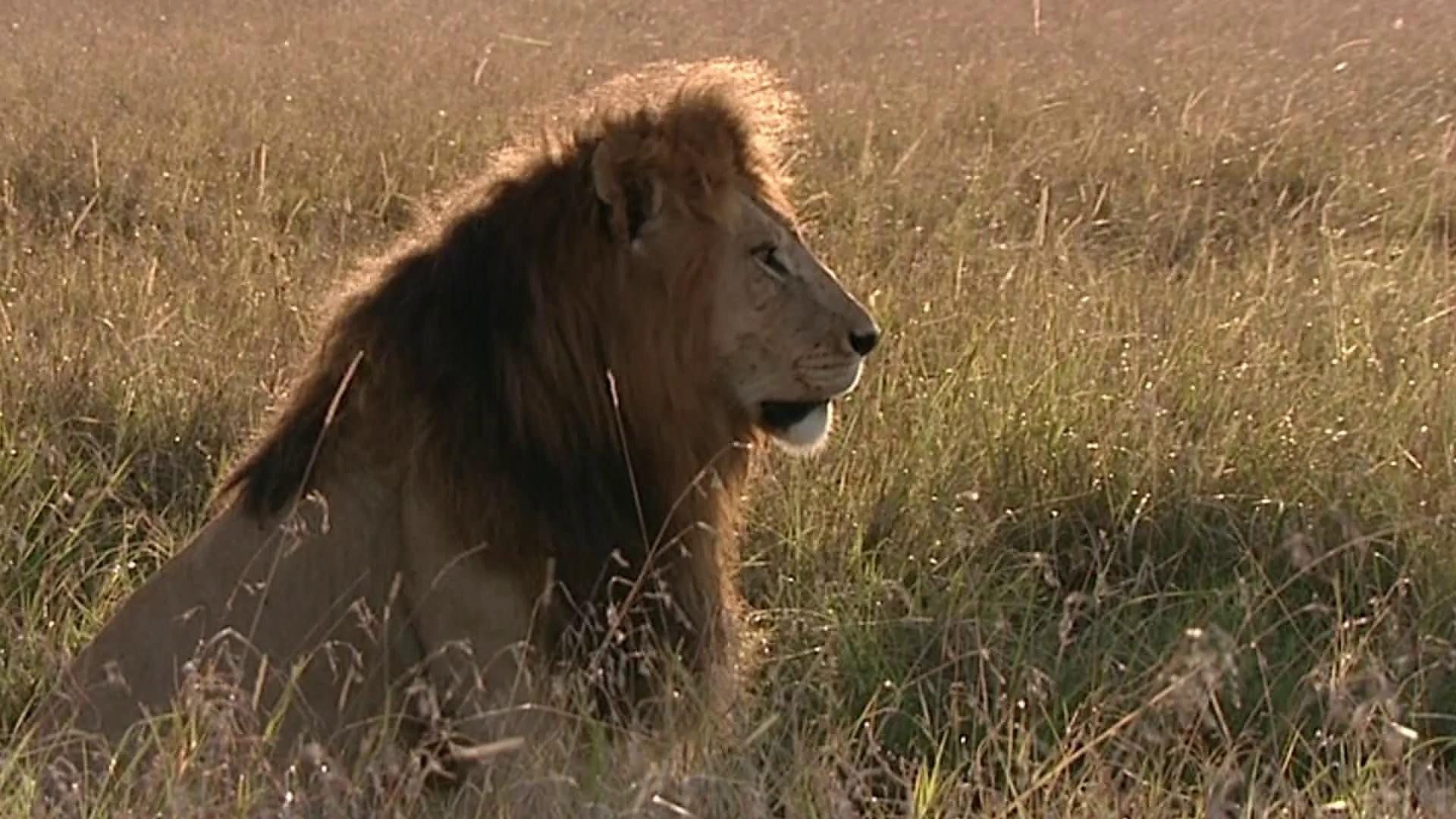 Bbc Two - Lion: The Rise And Fall Of The Marsh Pride, Notch's Pride