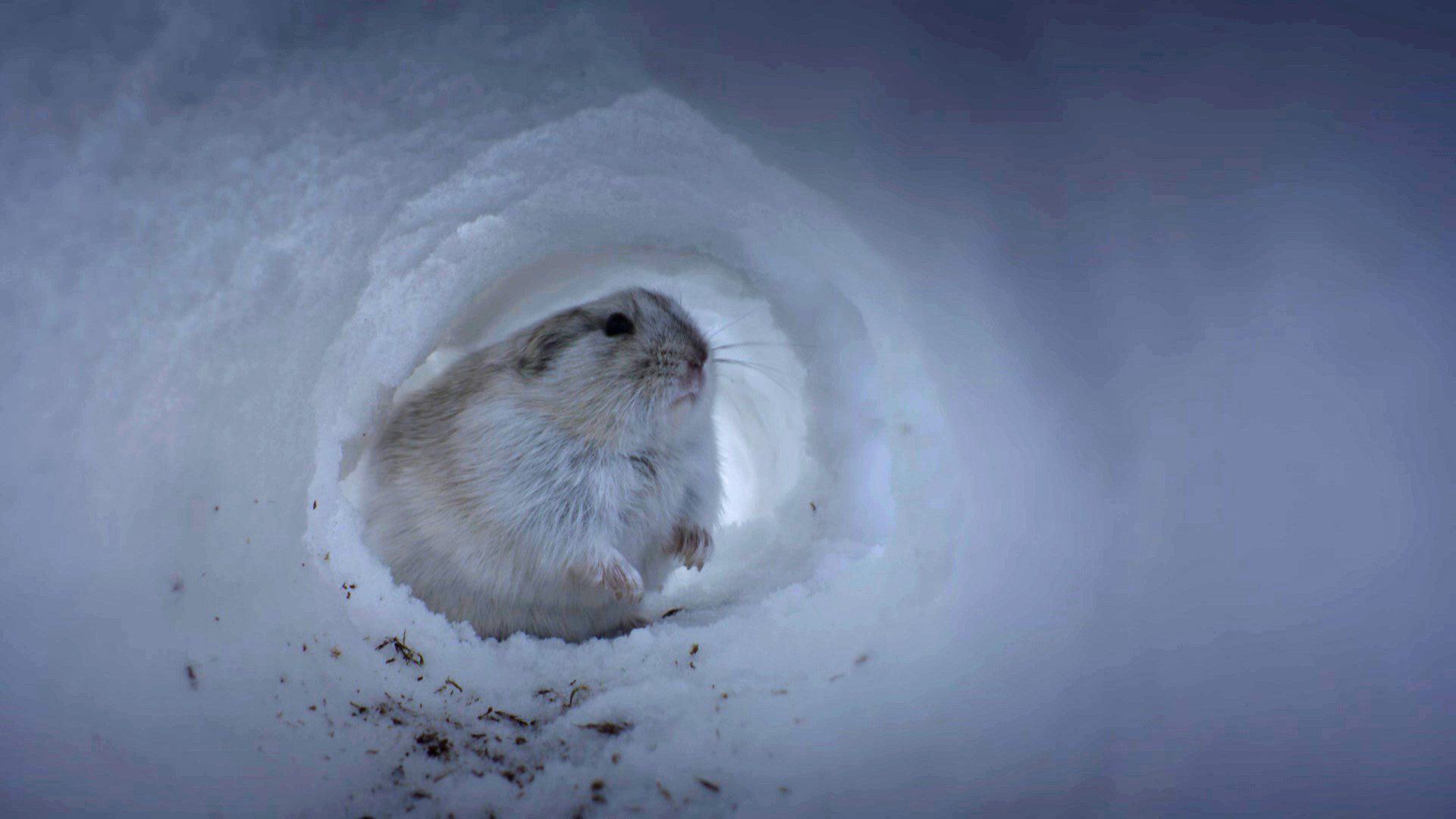 How is climate change affecting the Arctic's smallest mammal, the lemming?  