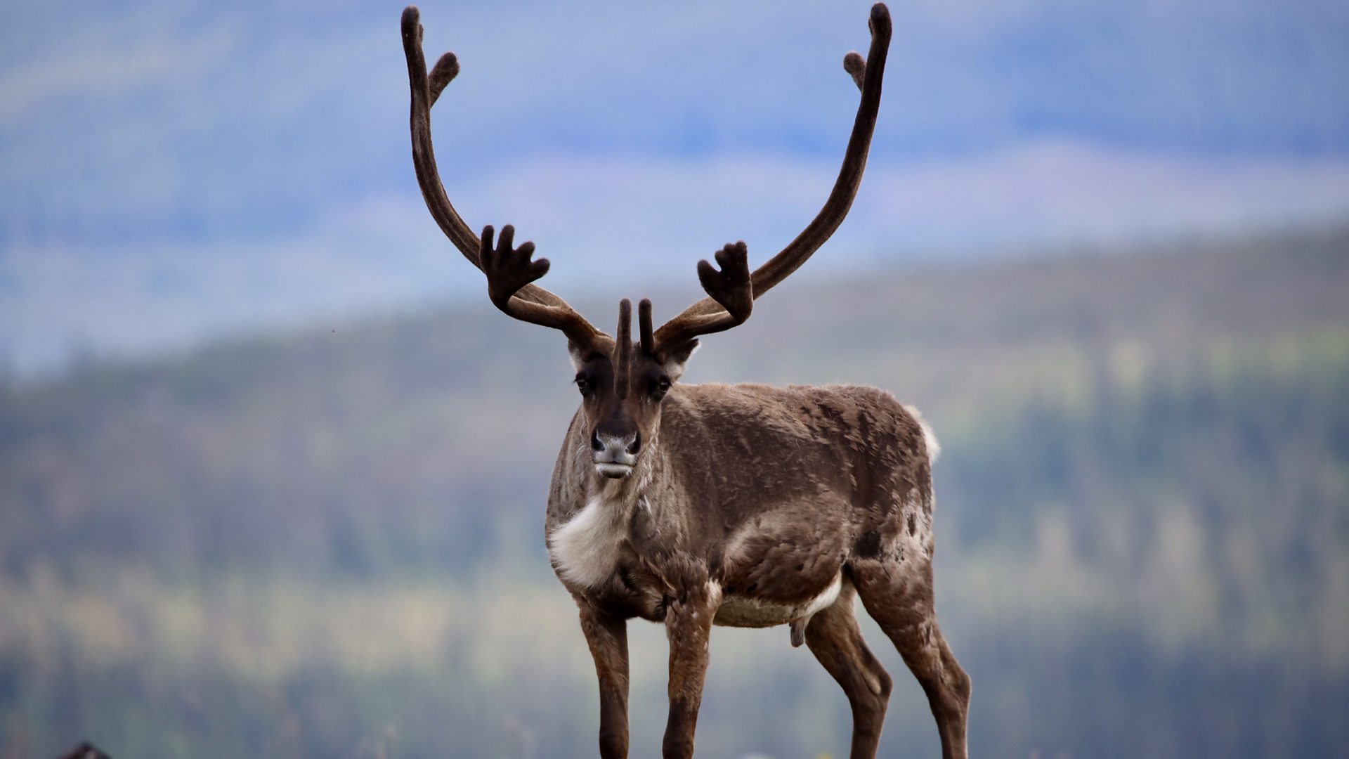 BBC Radio and BBC Sounds to bring festive joy, magical stories and