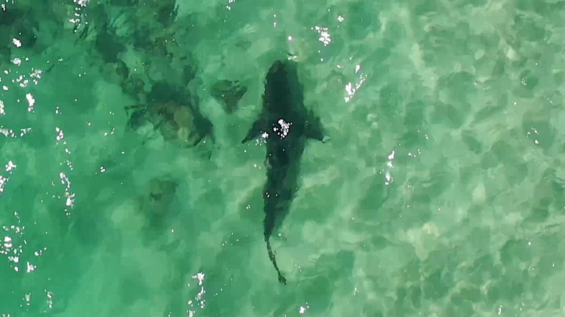 British drone user raises shark alarm in Australia - BBC News