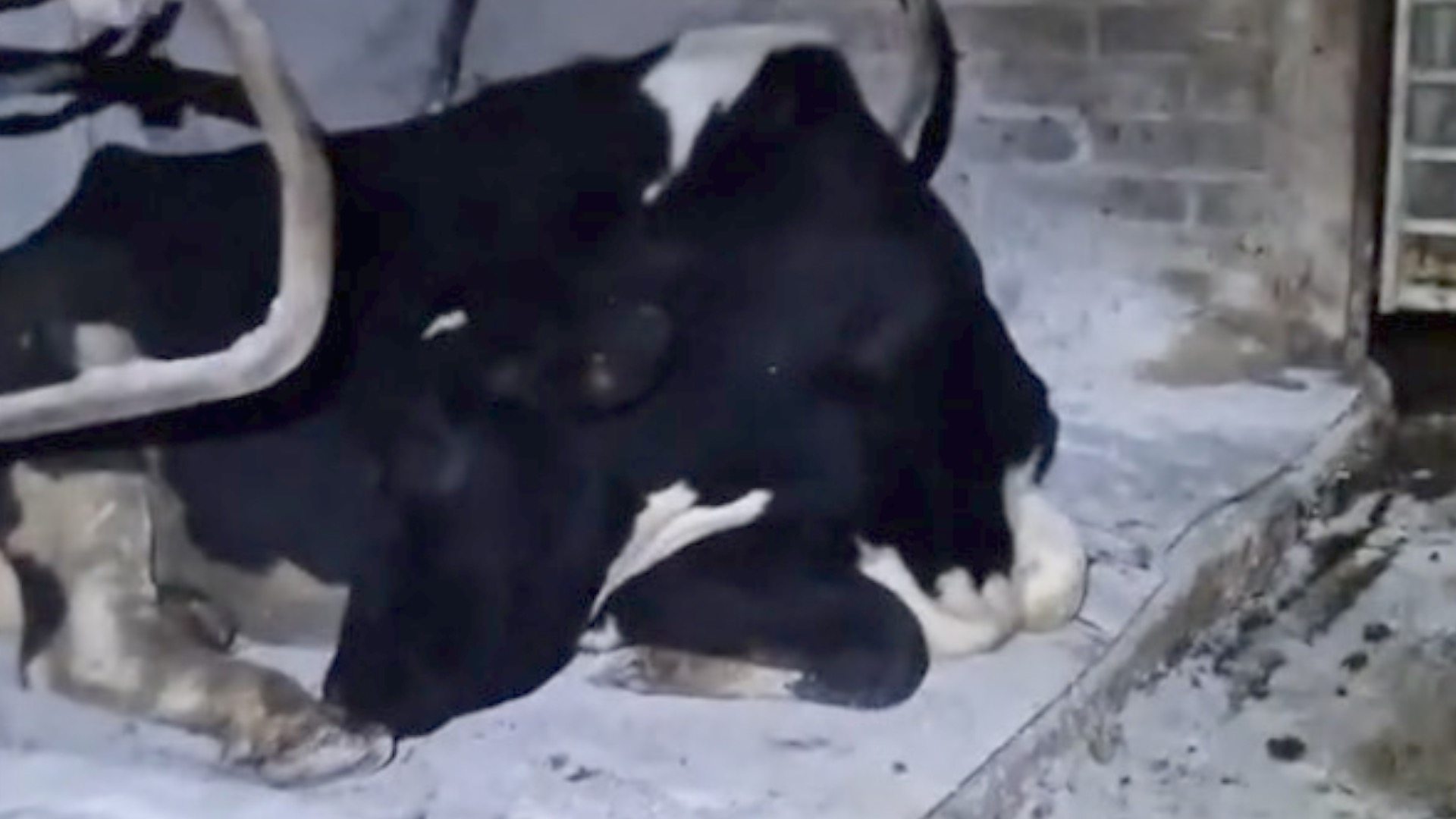 Isle of Wight cow Doris's 'sleeping' video is viral hit