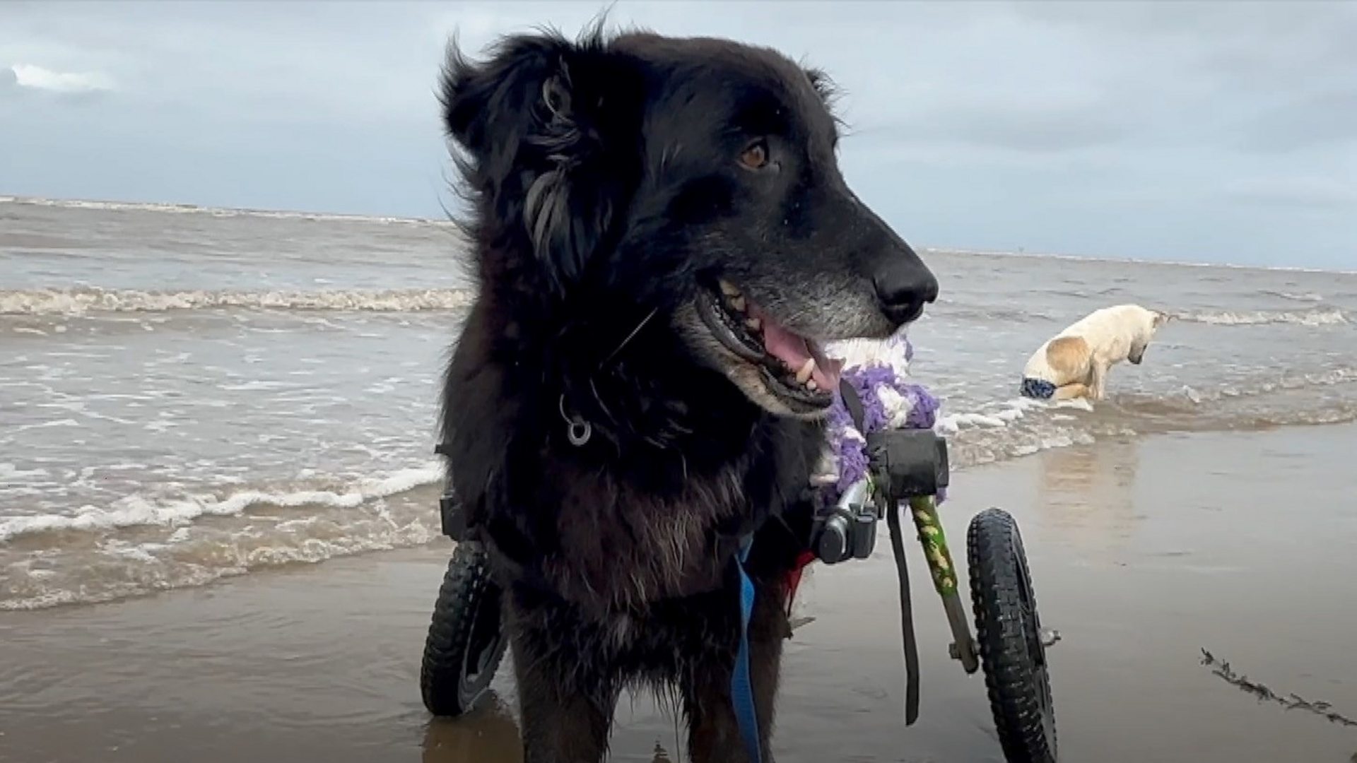 can you take dogs on formby beach