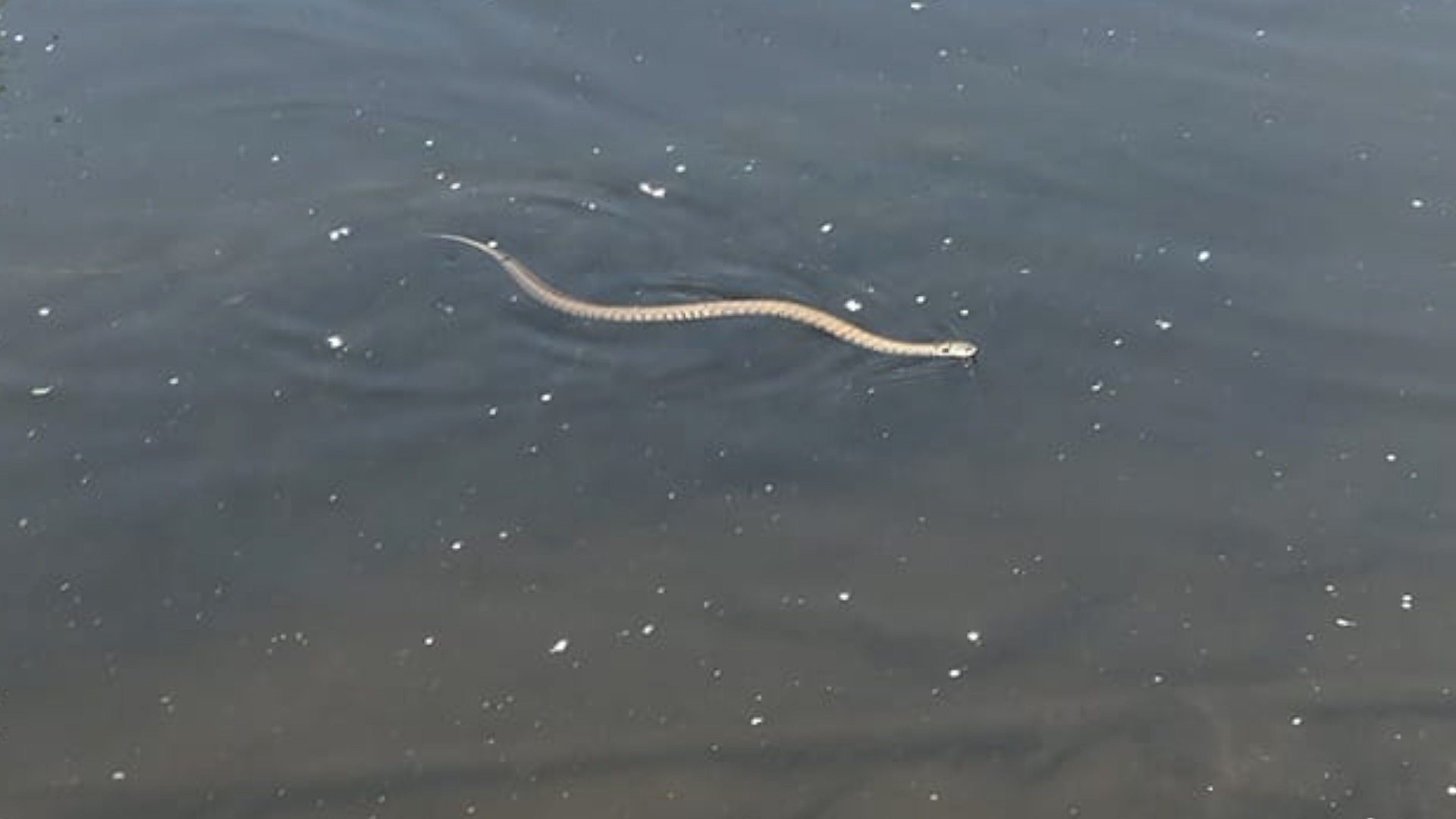 Snake halts play during Sri Lanka cricket match