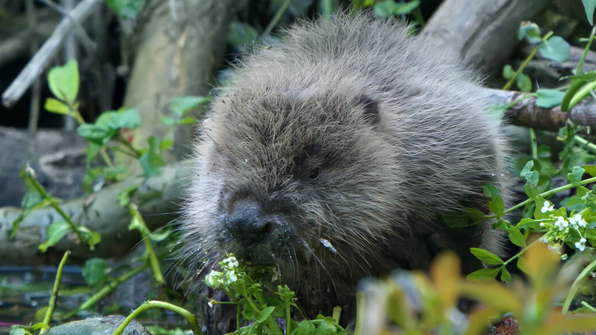 Busy Beavers - Simon Says