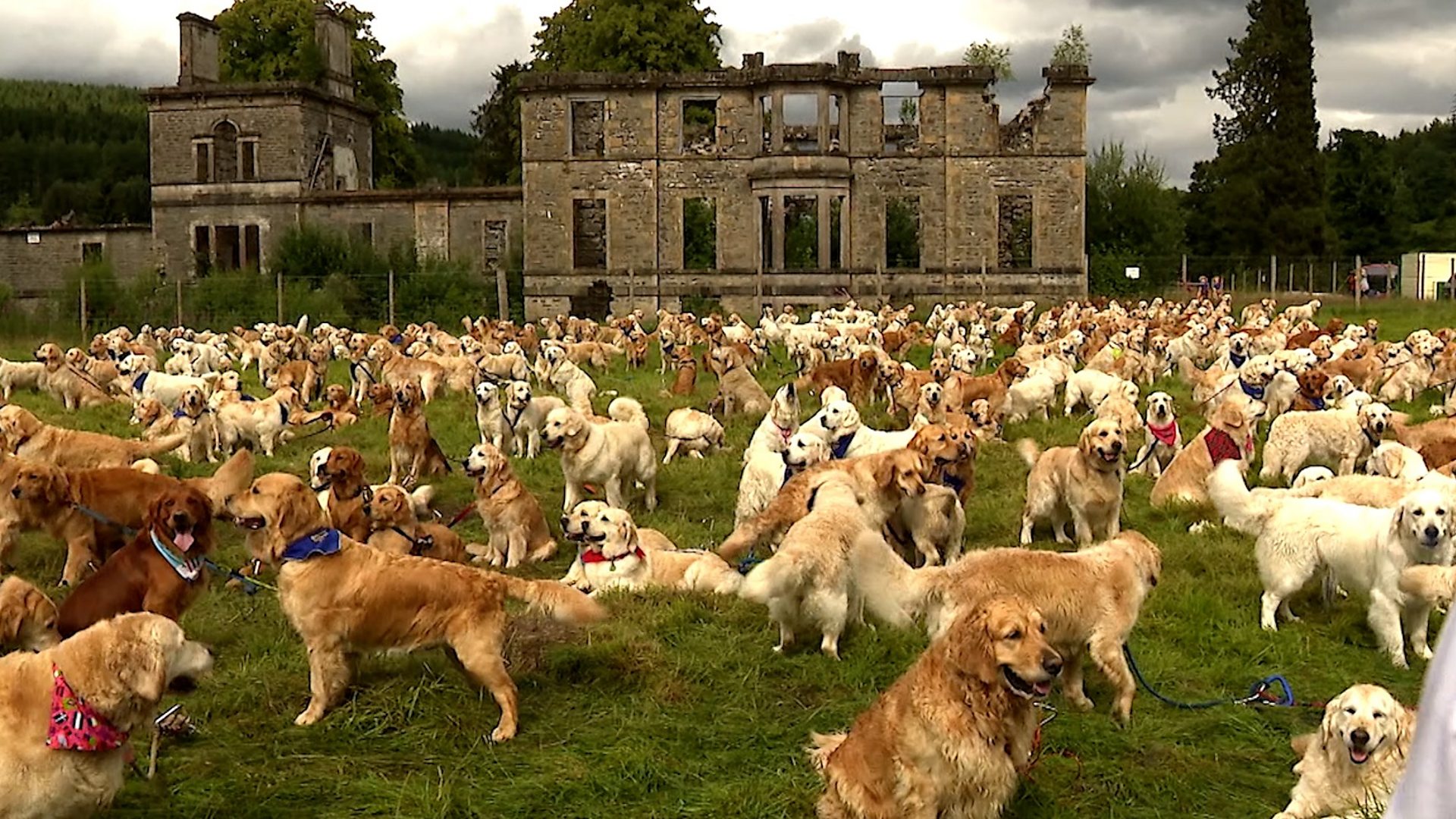 Fox run best sale golden retrievers