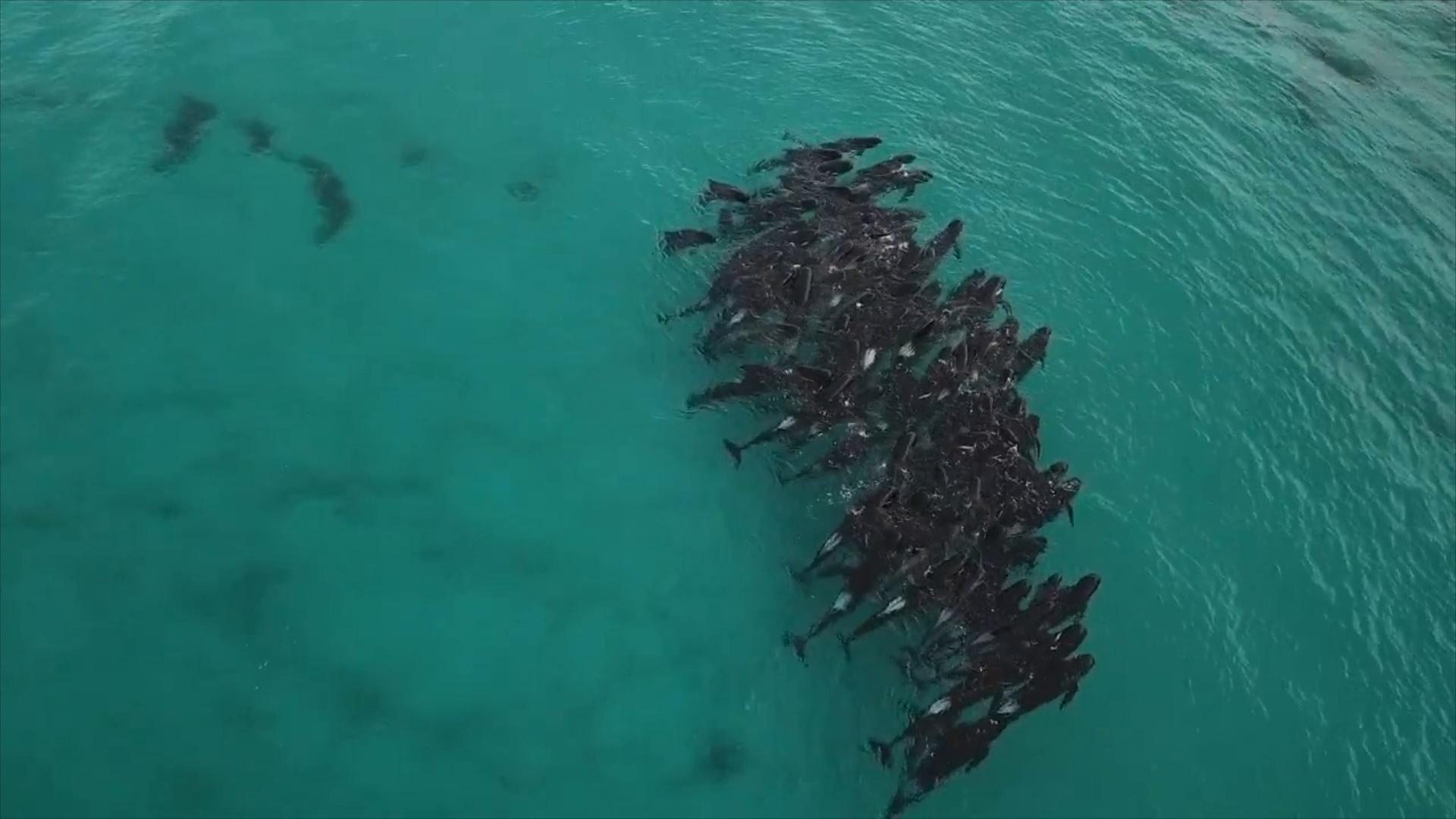 Race to save almost 50 pilot whales after same number die in mass stranding  on WA beach, Whales