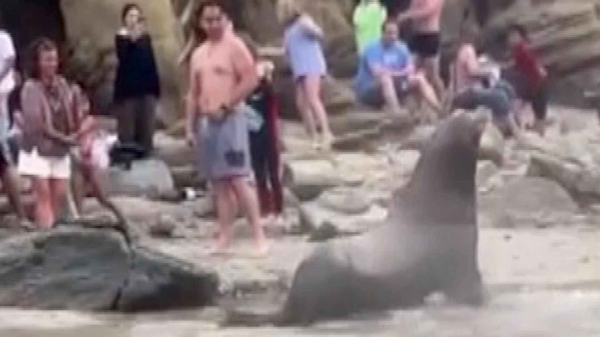 San Francisco Aquatic Park shut over 'aggressive' sea lions - BBC News