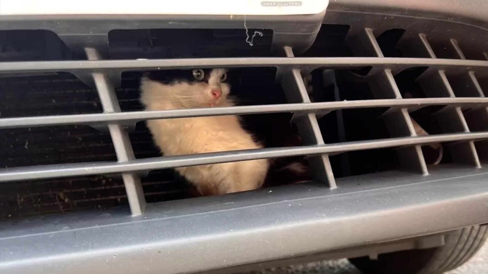 Troopers save adorable kitten stuck behind police car's grille