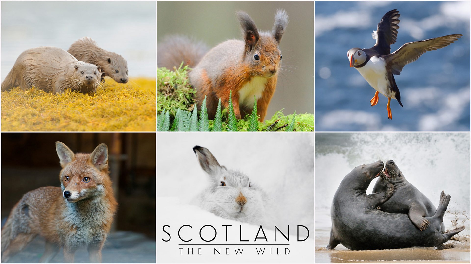 Scotland The New Wild Offers A breath taking Portrait Of Scotland s 
