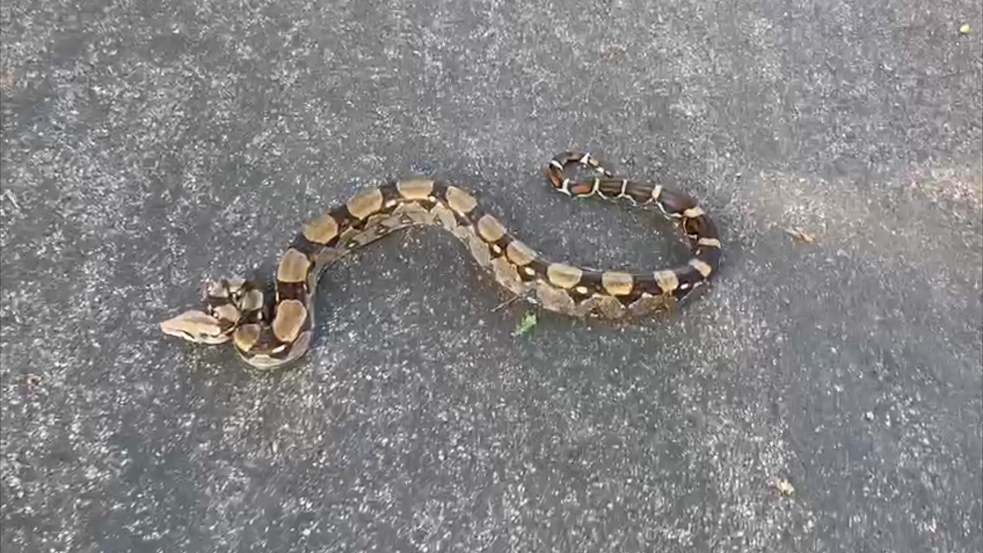 Sevenoaks: Boa constrictor found on country lane - BBC News
