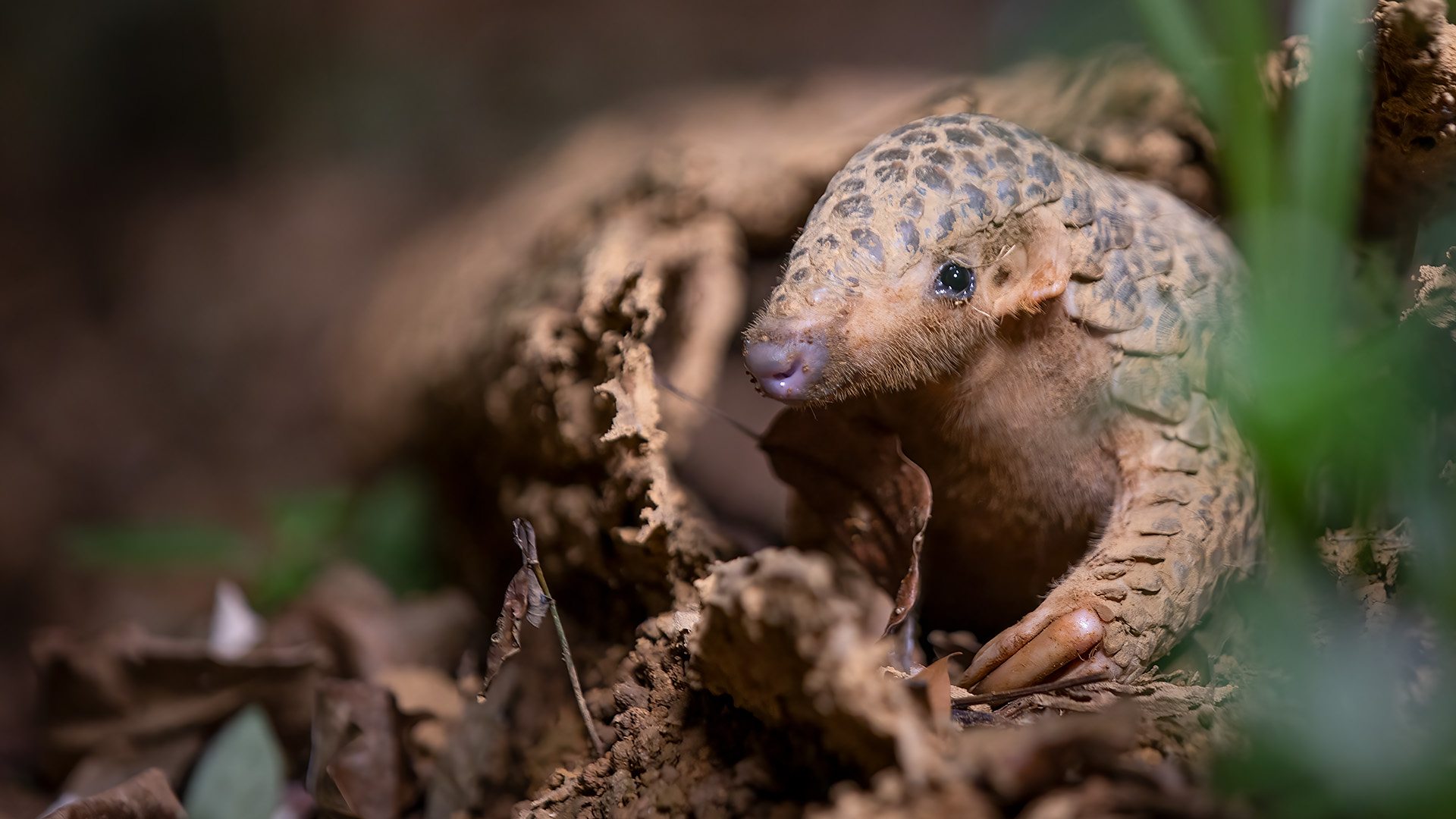 40+ Ground Pangolin Stock Photos, Pictures & Royalty-Free Images - iStock