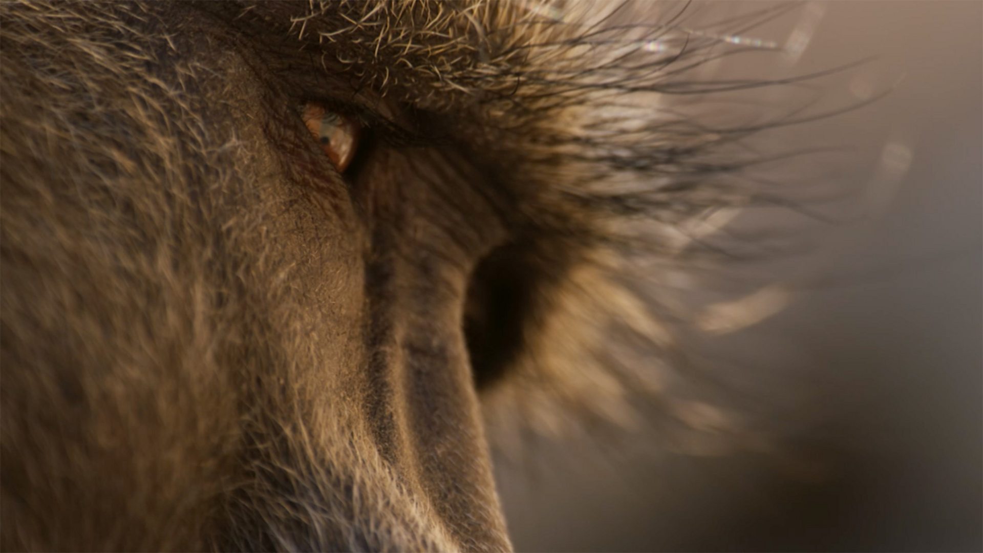 Planet Earth Iii Trailer Sir David Attenborough Invites Audiences To