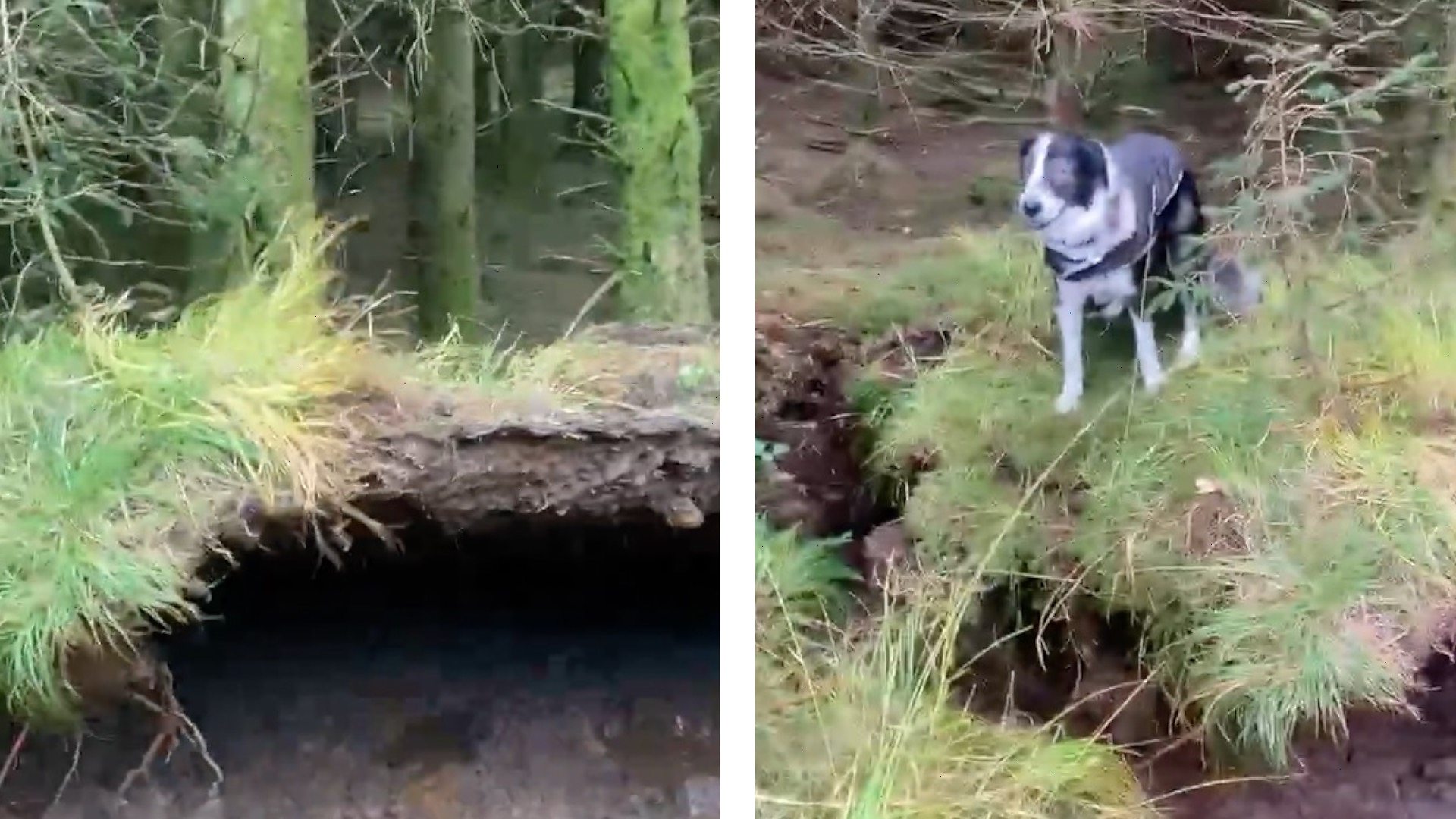 Dog walker films winds lifting forest floor during Storm Babet in Scotland  - BBC News