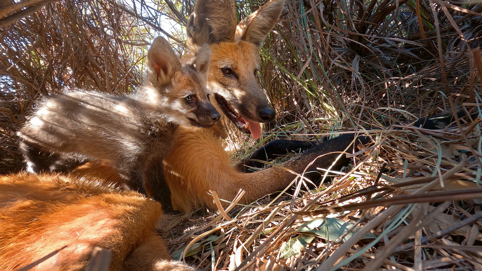 MOJO Animal Planet Cavallo Marrone Hannover 2019