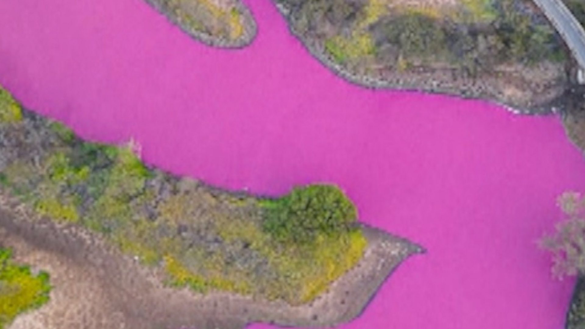 Maui's pink pond may have a different cause, researchers say