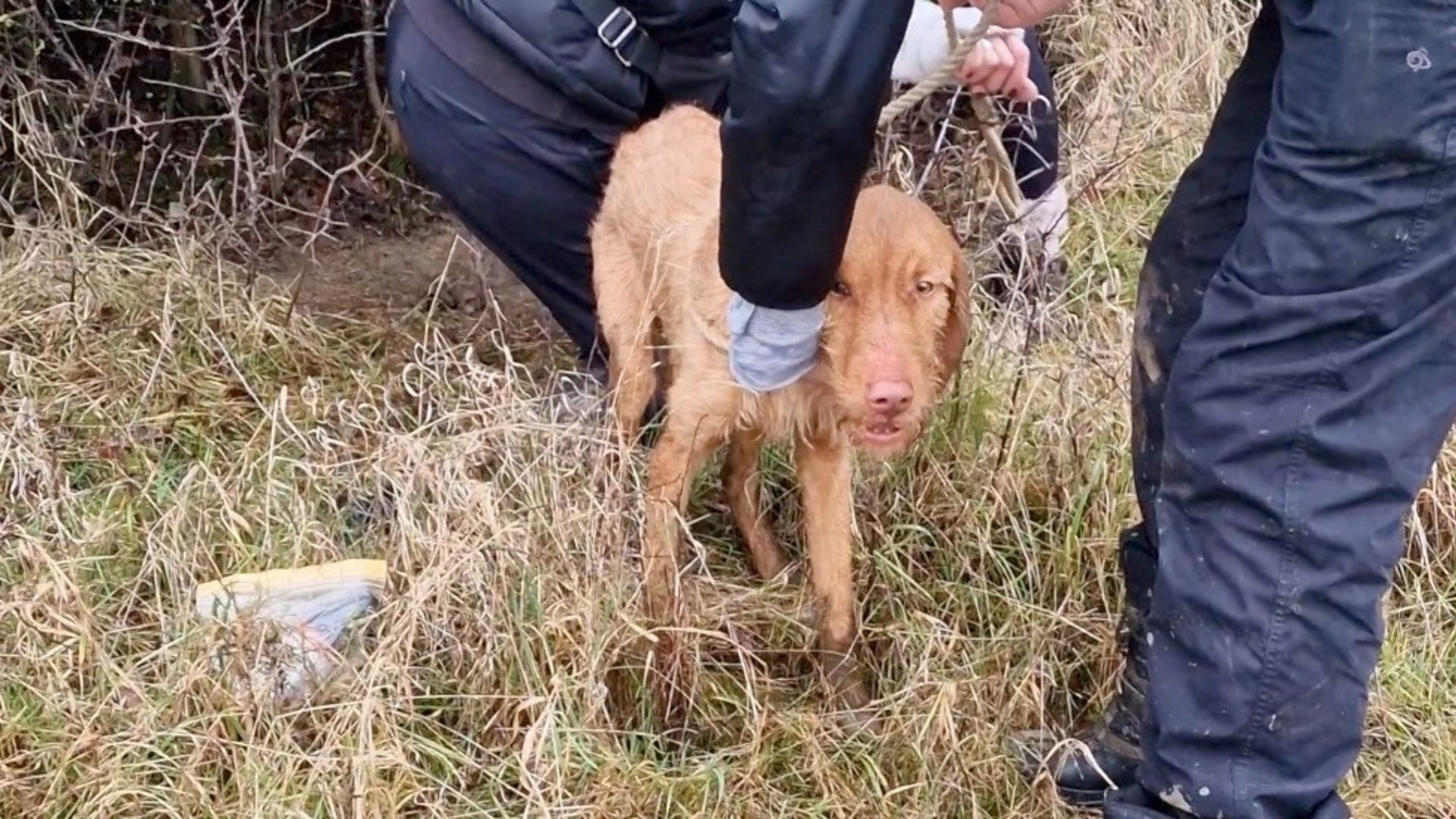 Missing dog found using thermal drone in Bedfordshire