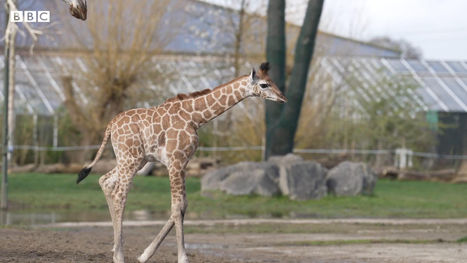 Chester Zoo: Rare giraffe calf in first outing