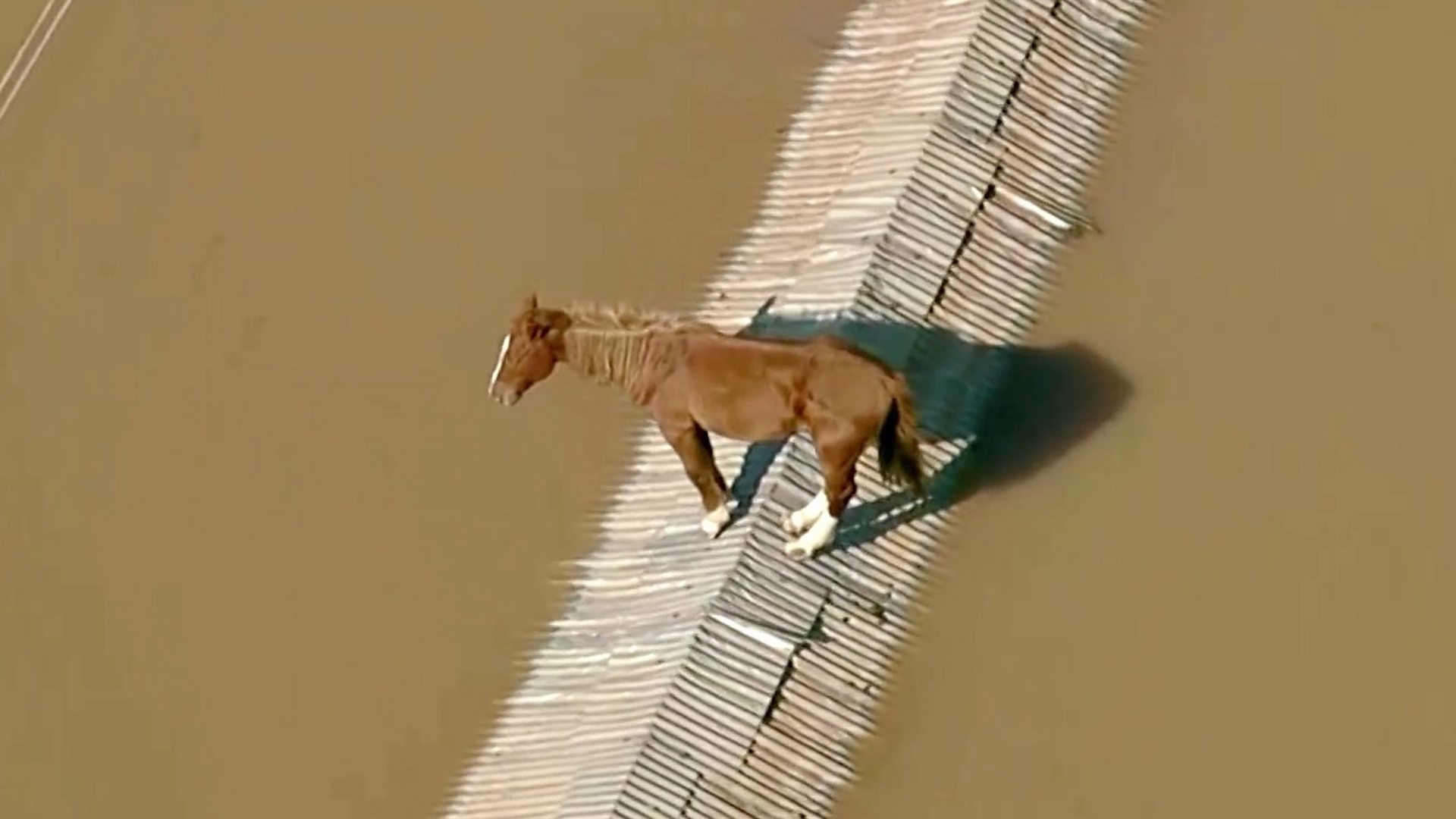 Horse stranded on rooftop and airport floods in Brazil