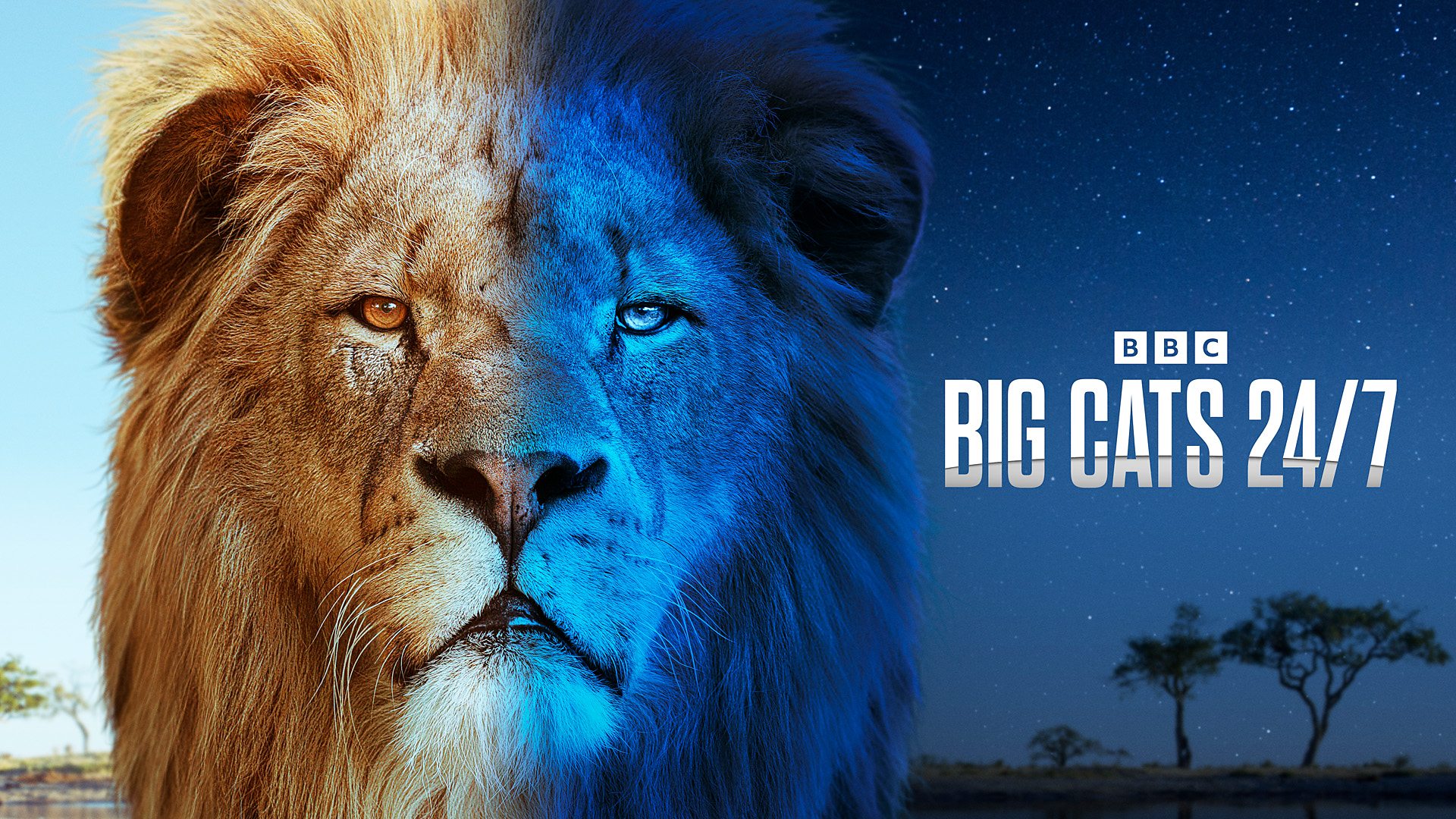 BBC Studios announces second season commission for Big Cats 24/7 ahead of first season debut