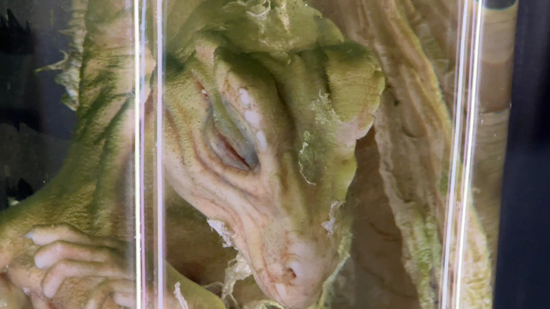 A pickled dragon...and an epic prank