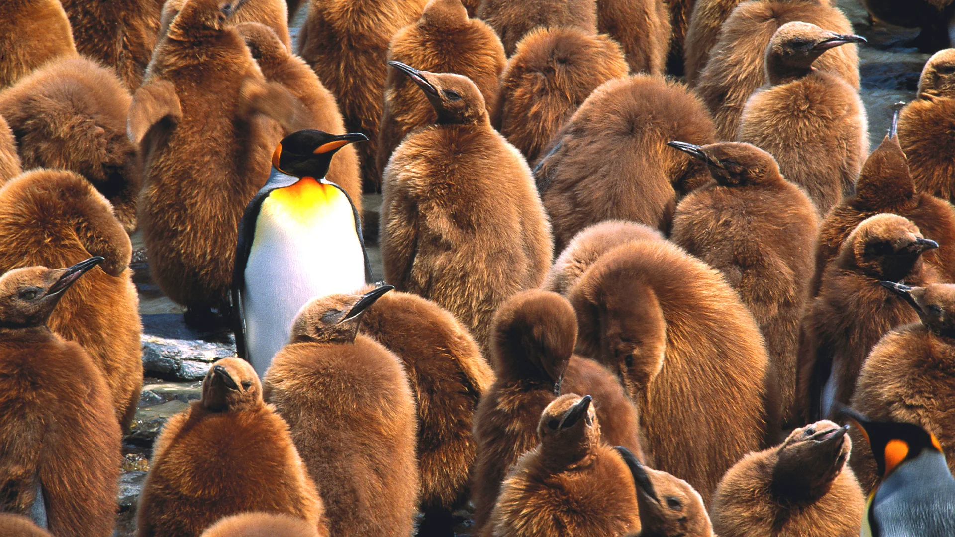 A crowd of penguins