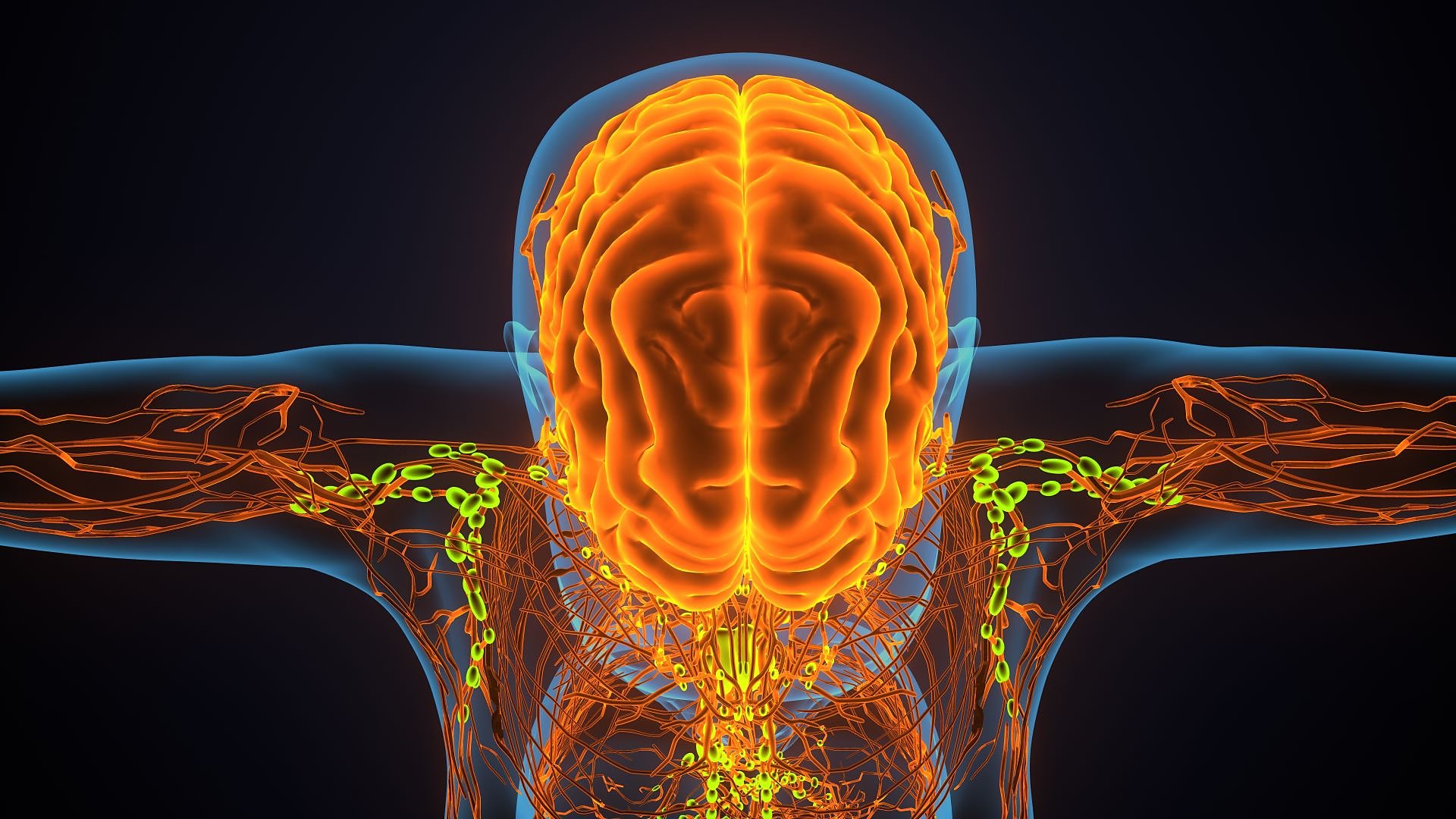 3D render of human brain (Credit: Palmihelp/Getty Images)