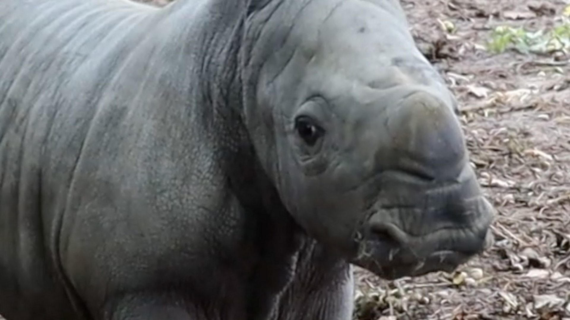 Energetic' white rhino born at wildlife park - BBC News