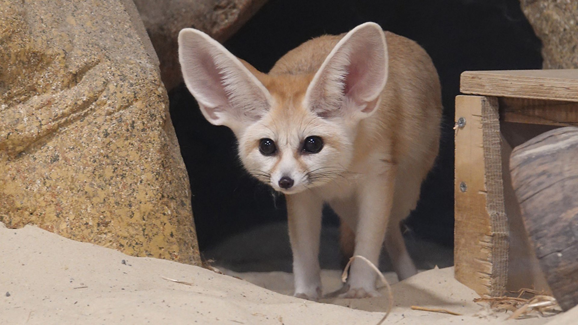 Fennic fox called Pinky gets new home at Colchester Zoo - BBC News