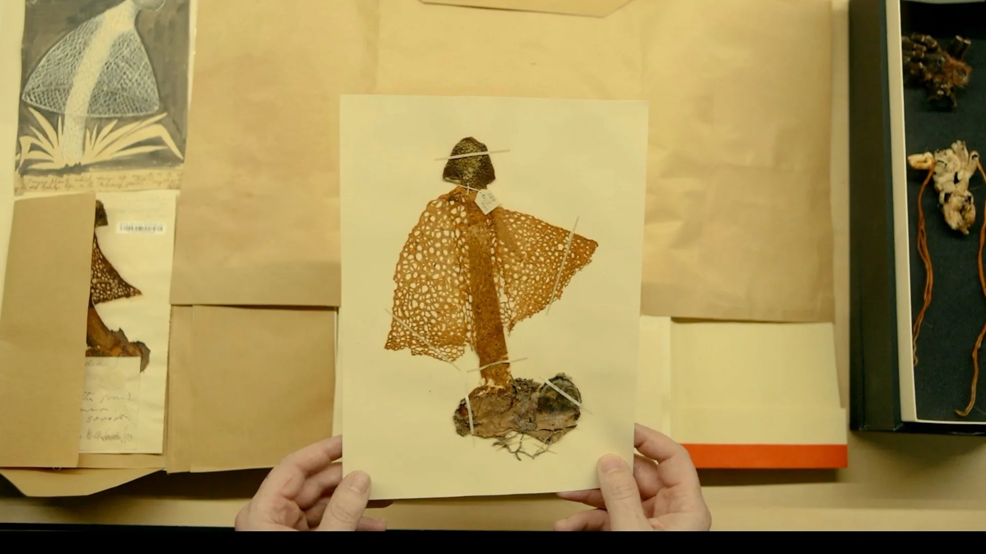 Kew's Fungarium: The world's largest collection of fungi