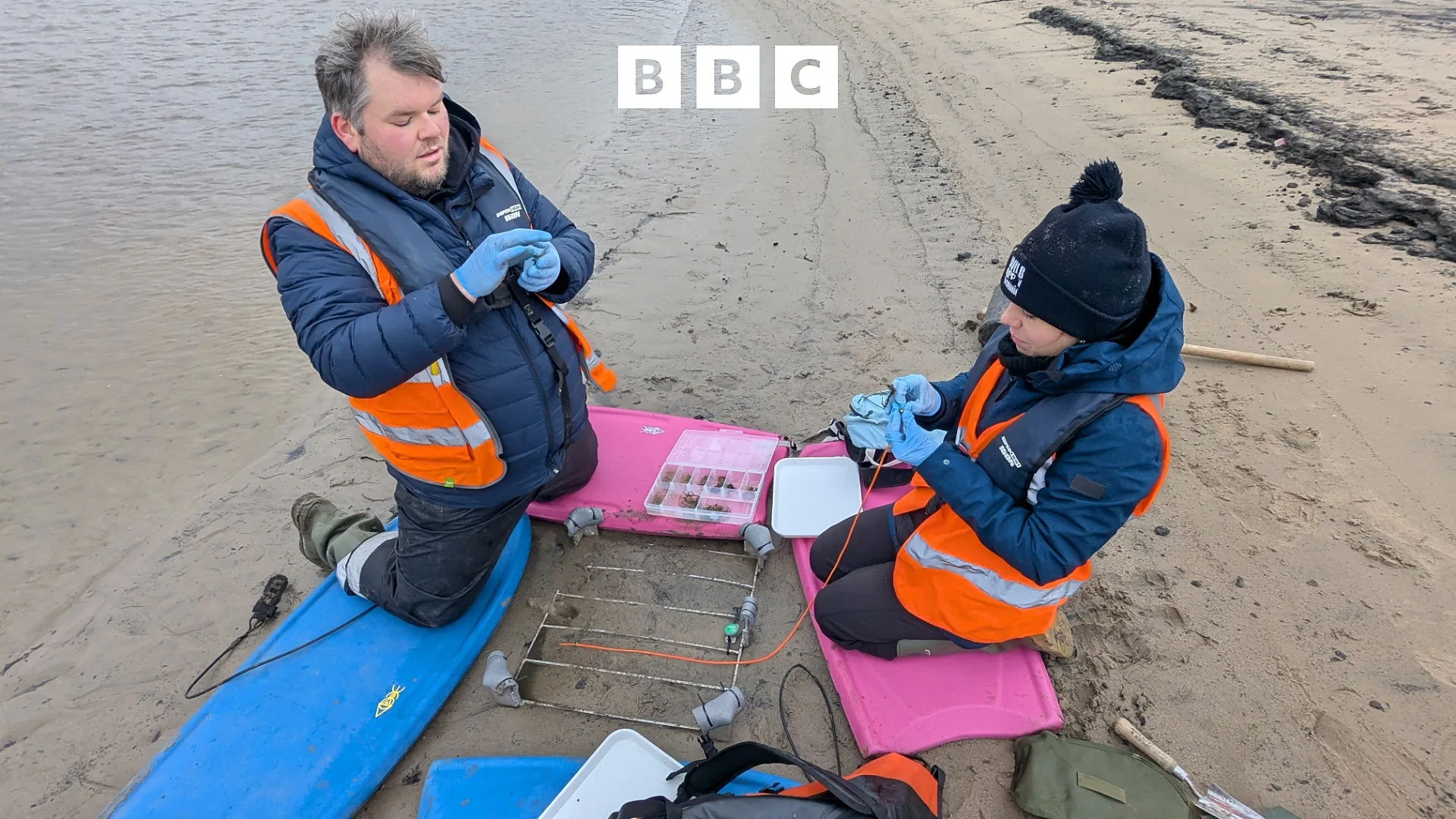 Nurturing seagrass for the future on both sides of the Atlantic