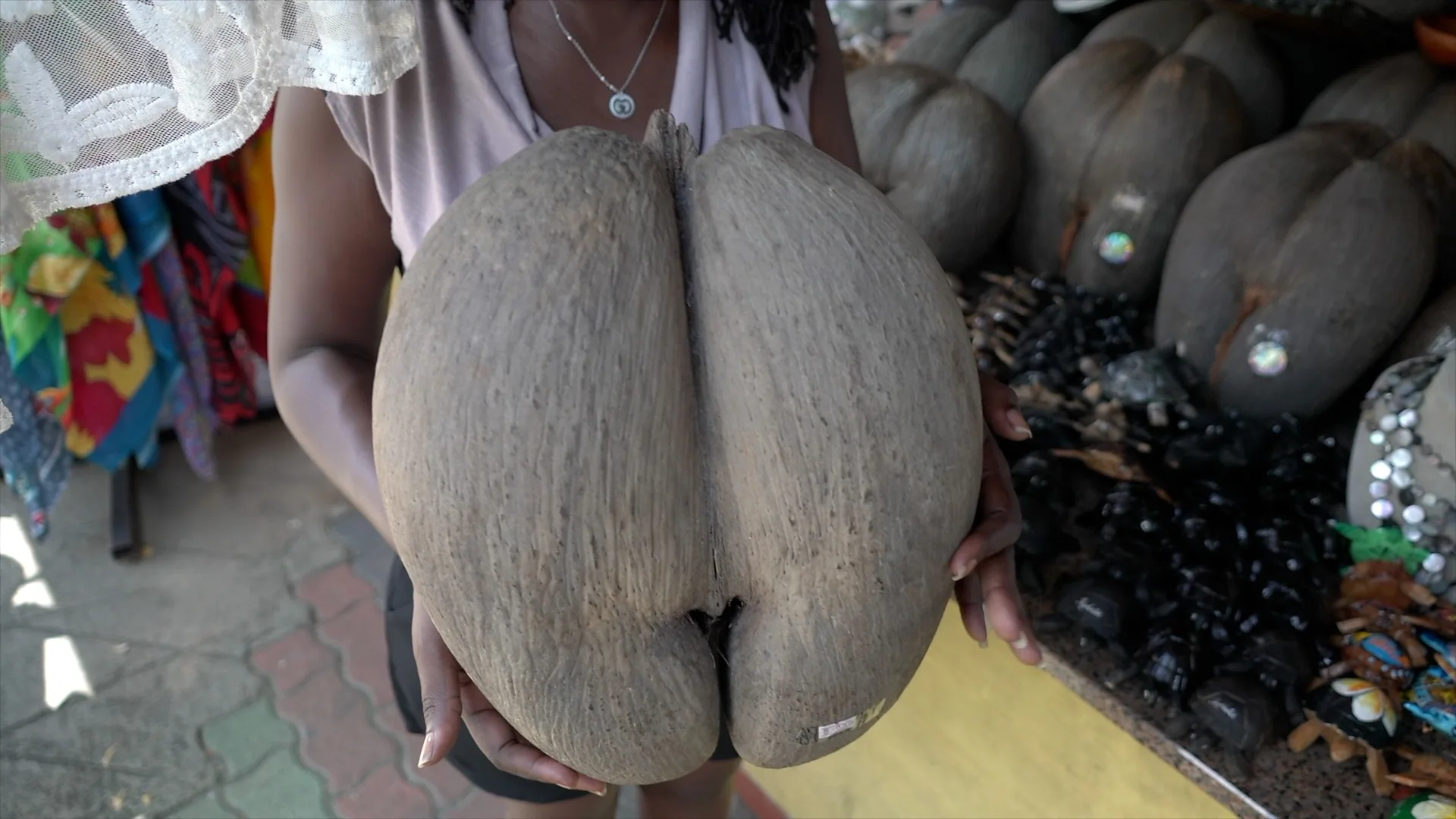 The largest seed in the plant kingdom