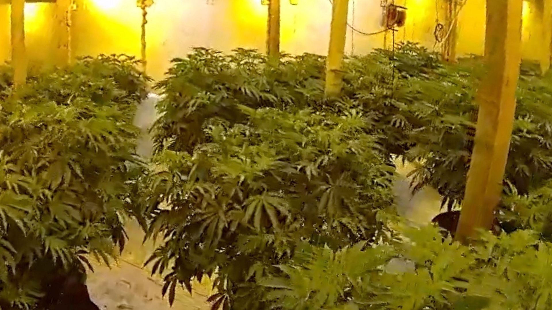 bbc.co.uk - Essex Police find 1,100 cannabis plants in Chigwell barn