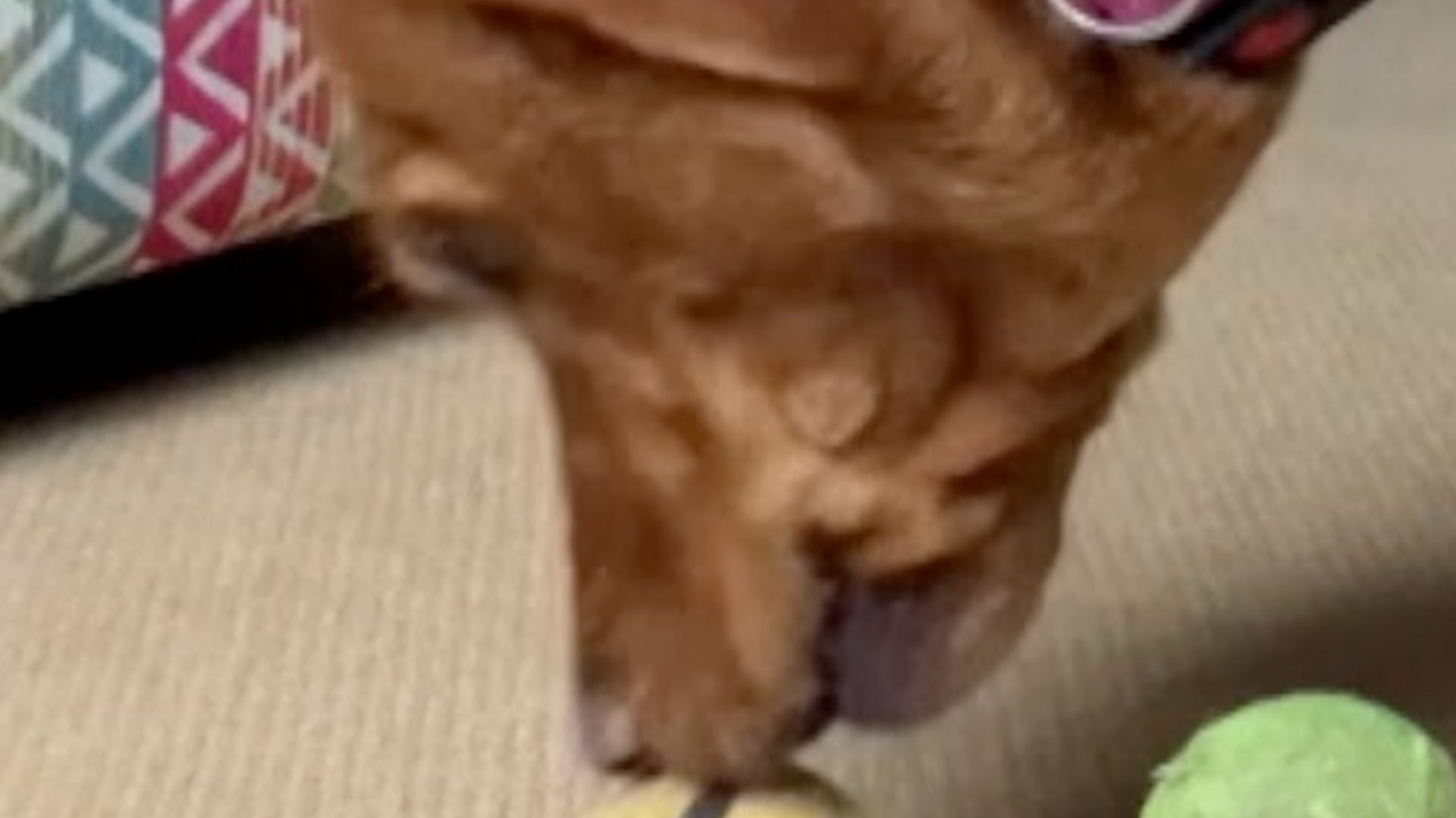 bbc.co.uk - Pets predict England's opening World Cup game