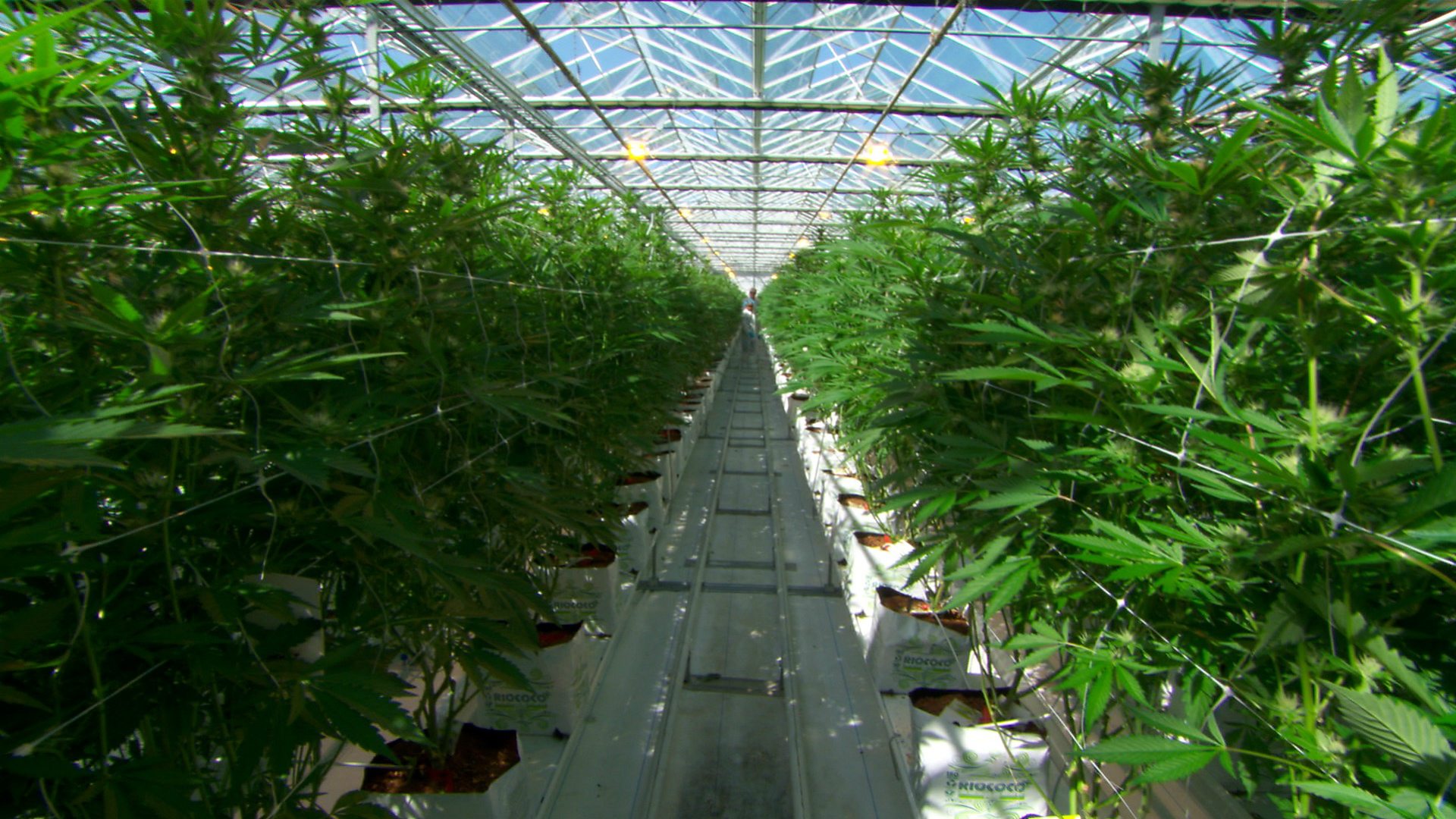 Take a look inside the world's largest legal cannabis farm