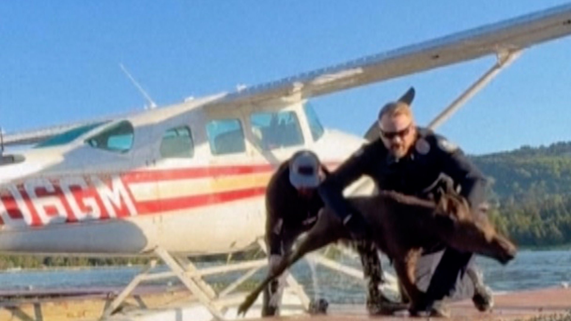 Moment baby moose is rescued from Alaska lake