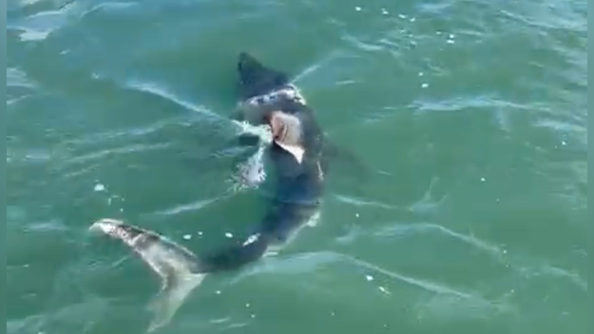 Shark spotted swimming near Scarborough tourist ship