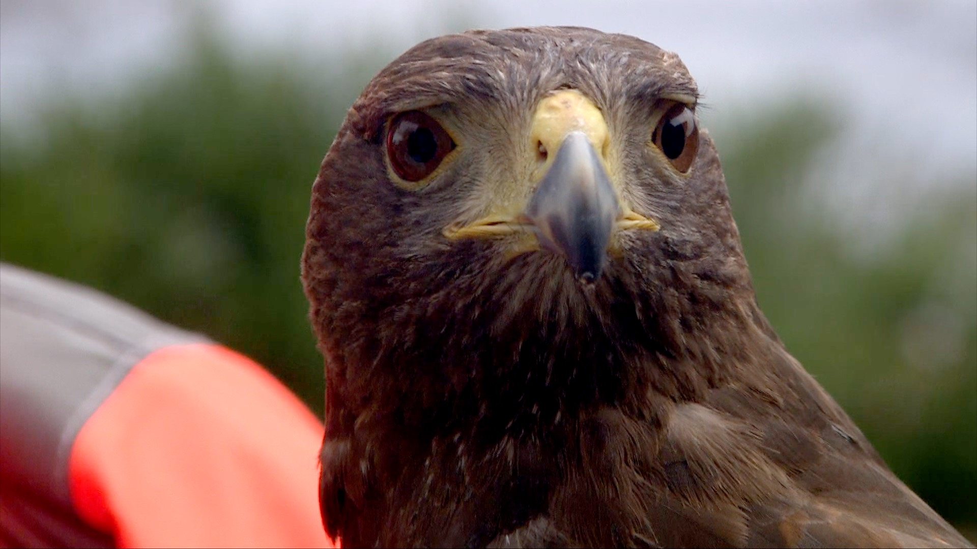 Hawk flies in to tackle railway pigeons in Beverley and Driffield