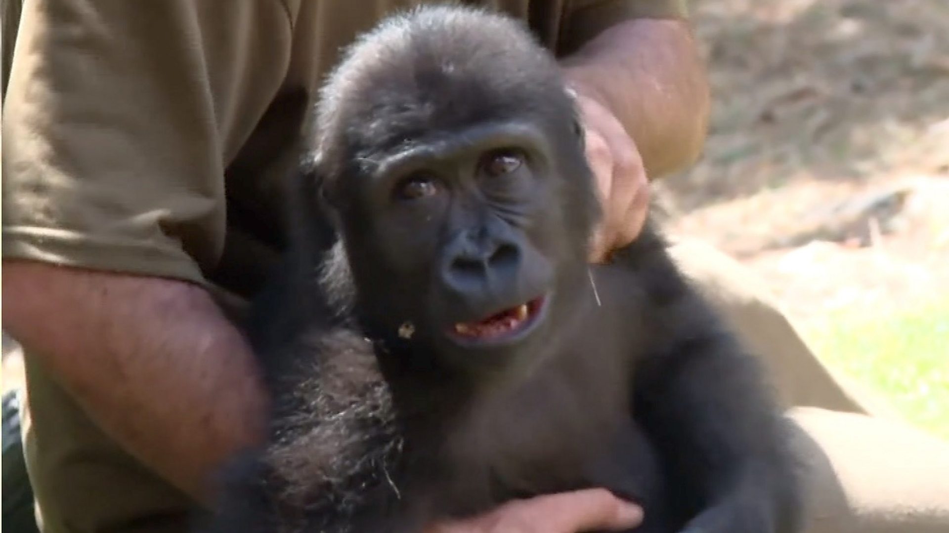 Zeytin the Brave: Baby Gorilla Finds Hope After Smuggling Scare