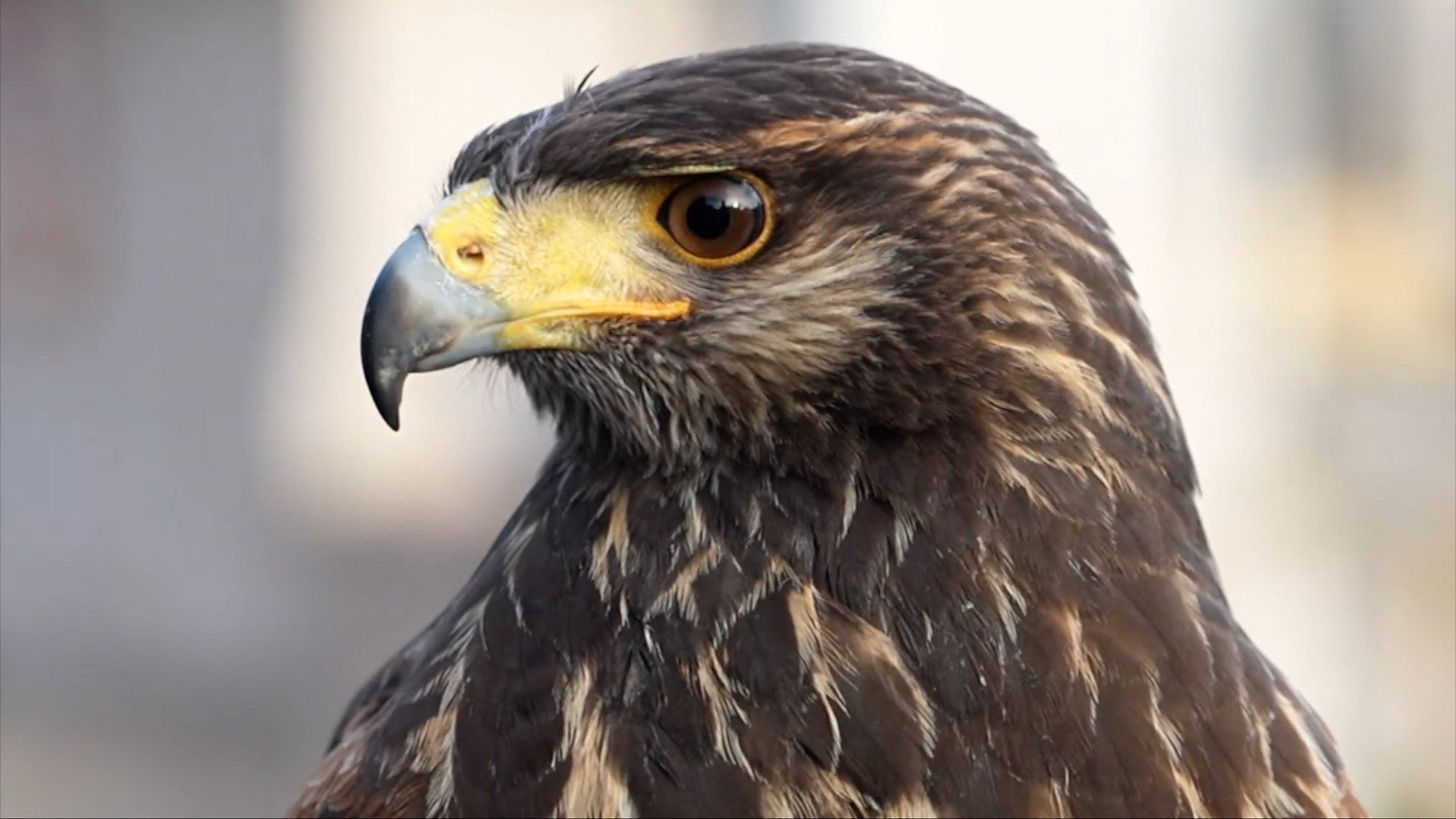 bbc.co.uk - Norwich Market brings in hawk to keep pigeons away