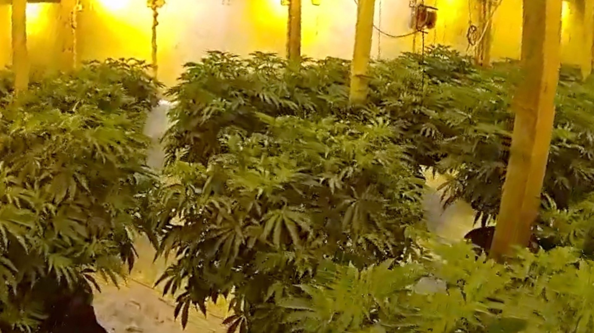 bbc.co.uk - Essex Police find 1,100 cannabis plants in Chigwell barn