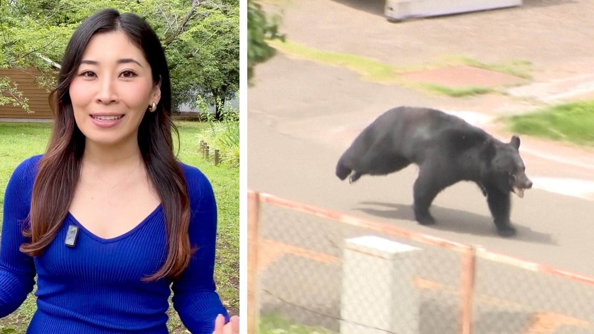 'Extremely intelligent' bear on the run in Japan after injuring four people