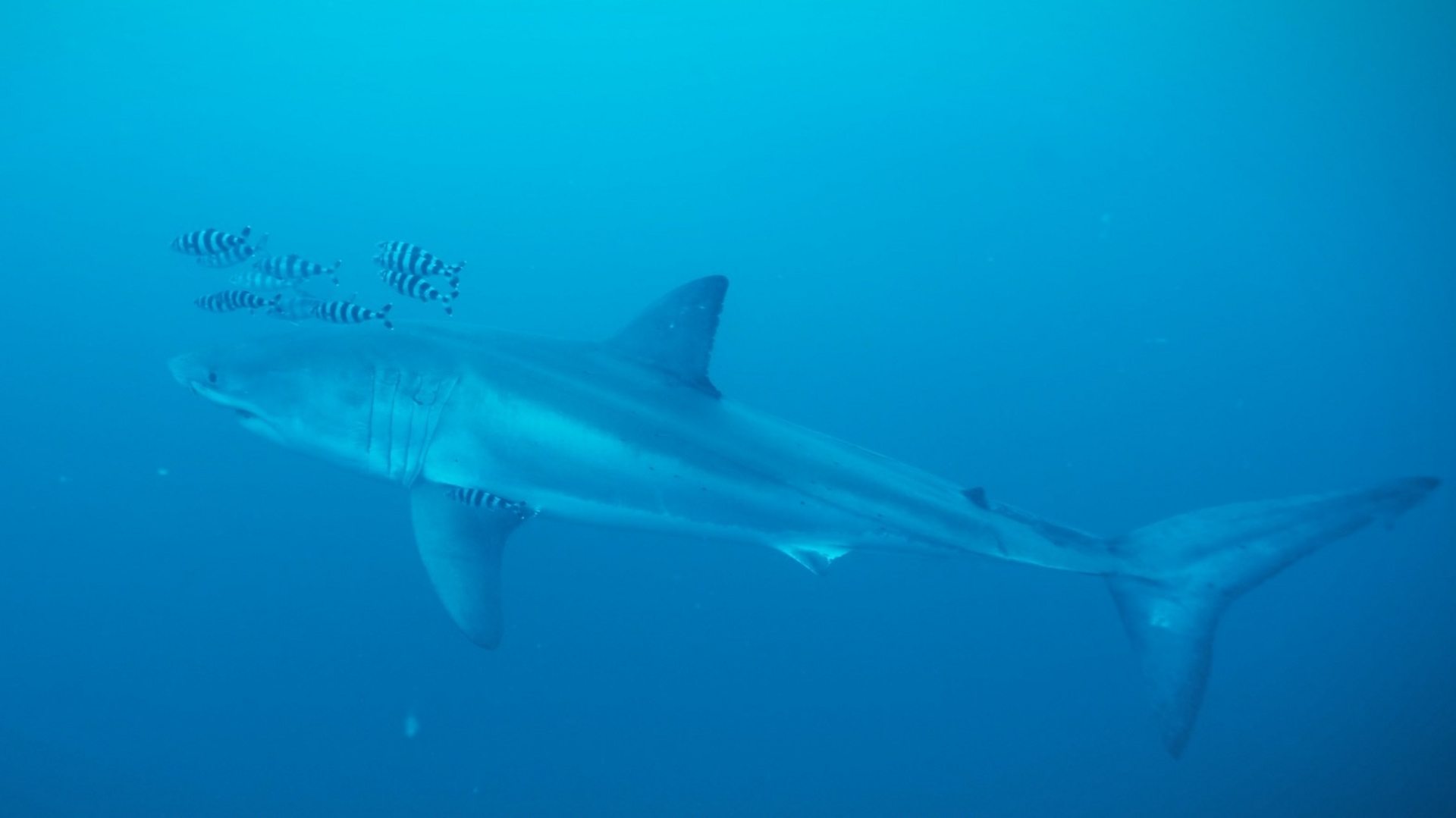 Rare footage captured of Great White shark in Mediterranean Sea