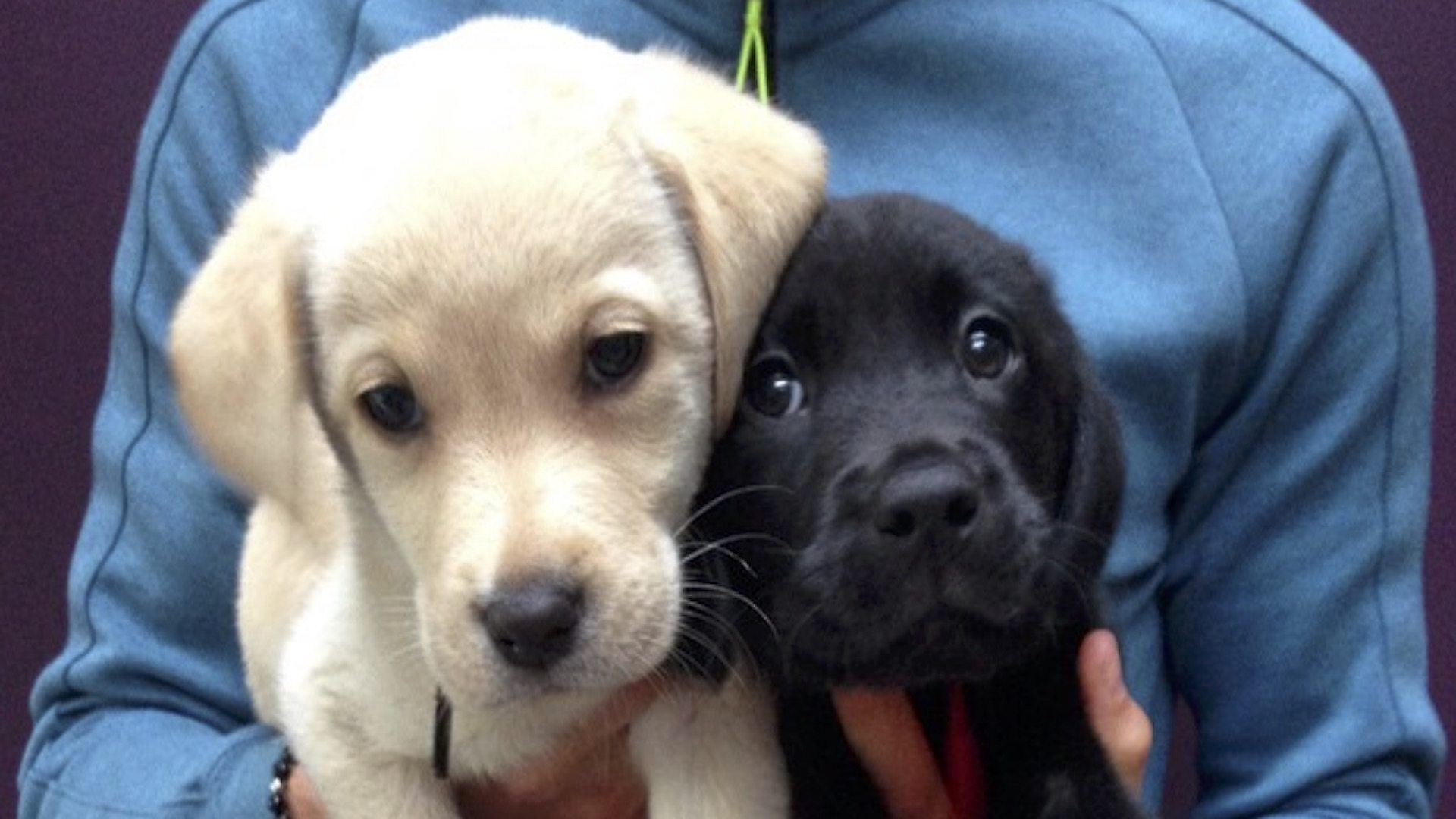 Which Spurs or Arsenal players own these pups?