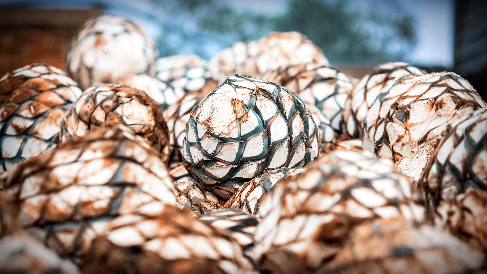 The blue agave plant is the main ingredient in tequila