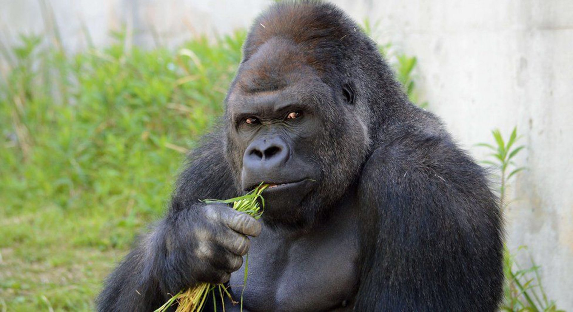 Shabani the weirdly handsome gorilla