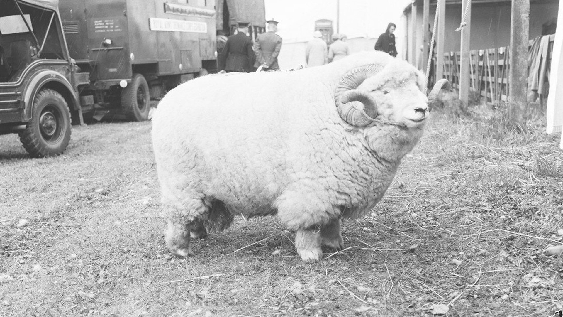 A photo of the very woolly ram that went viral
