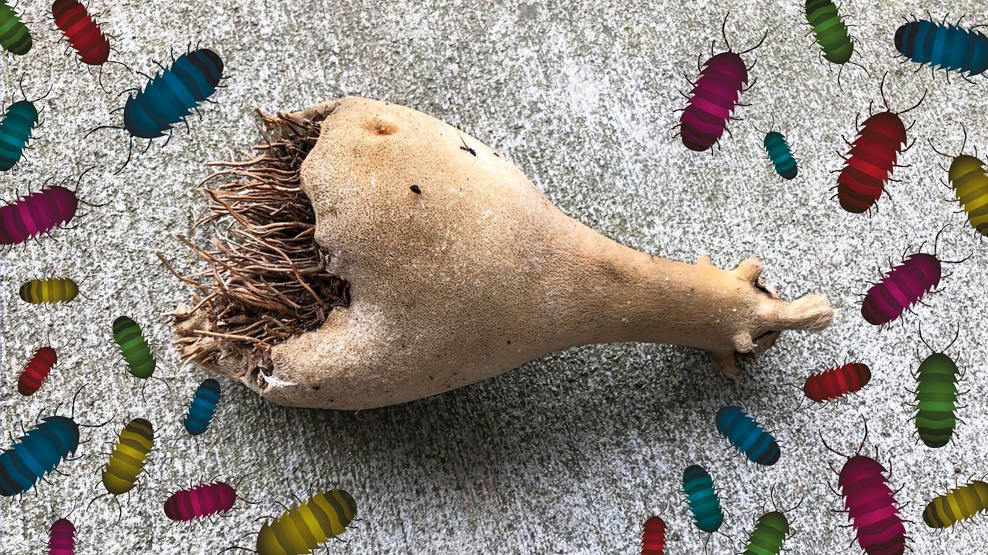 The rotten gourd with stick-like prongs sticking out